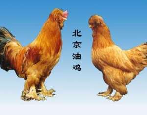 北京油鸡品种介绍及养殖技术