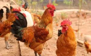 固始鸡产地分布及产蛋、产肉繁殖性能