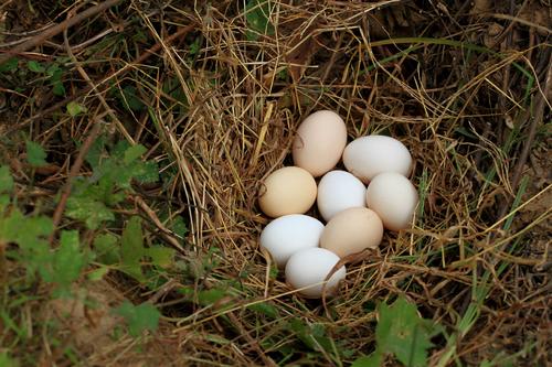 柴鸡蛋和普通鸡蛋哪个好？柴鸡蛋的营养价值及功效