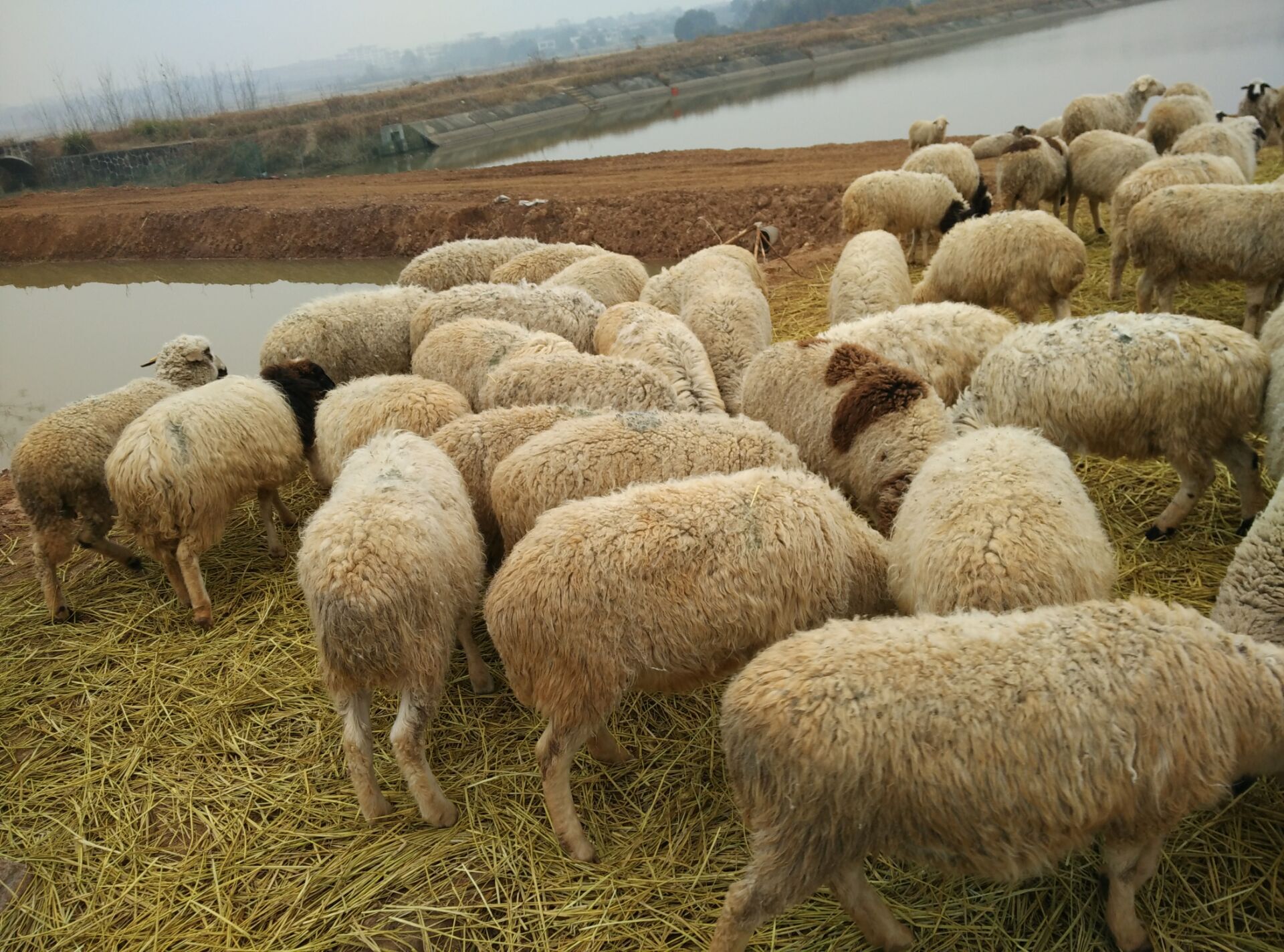 细毛羊的产地是哪里-细毛羊品种有哪些-细毛羊价格多少钱？
