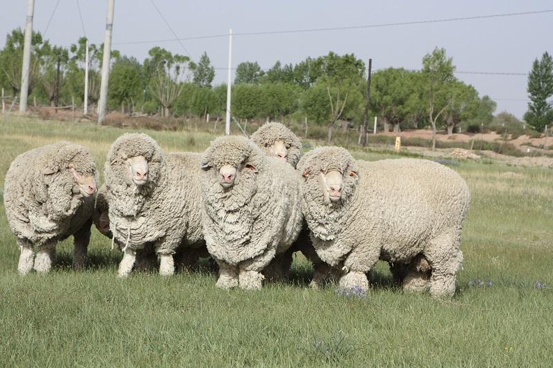 细毛羊的产地是哪里-细毛羊品种有哪些-细毛羊价格多少钱？