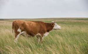 利木赞牛一年能养多重？利木赞牛的优点和缺点？