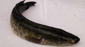 黑鱼有什么特点？黑鱼品种及图片大全