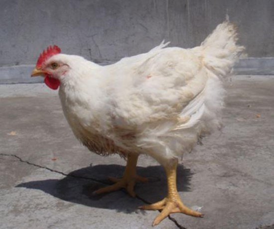 白羽山鸡是什么鸡，和我们平时吃的鸡有什么不一样?