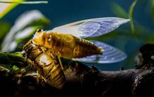 金蝉的养殖技术 如何正确去养殖金蝉？