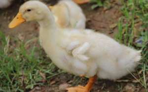 鸭子养殖技术 怎么养鸭子？