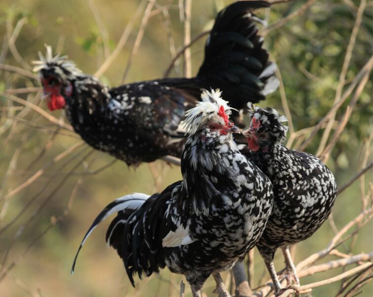 贵妃鸡养殖技术 贵妃鸡的养殖方法是什么？