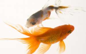 金鱼怎么养 饲养金鱼要知道的常识有哪些？