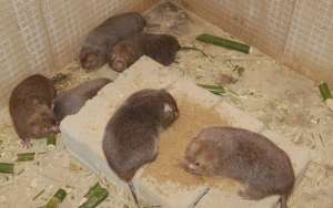 竹鼠养殖技术 如何正确养殖竹鼠？