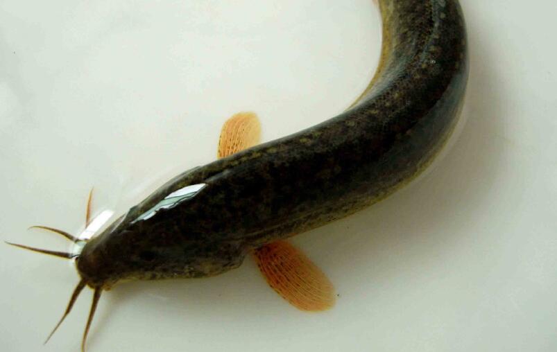 泥鳅池塘养殖技术 如何高效养殖泥鳅？