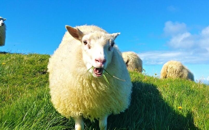 种羊养殖技术 种羊养殖期间有哪些注意事项