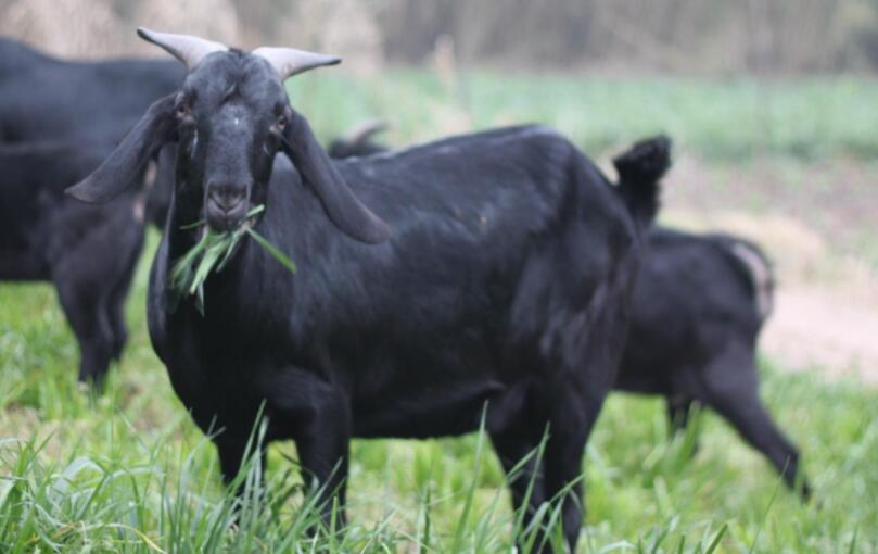 黑山羊养殖技术 如何养好黑山羊？