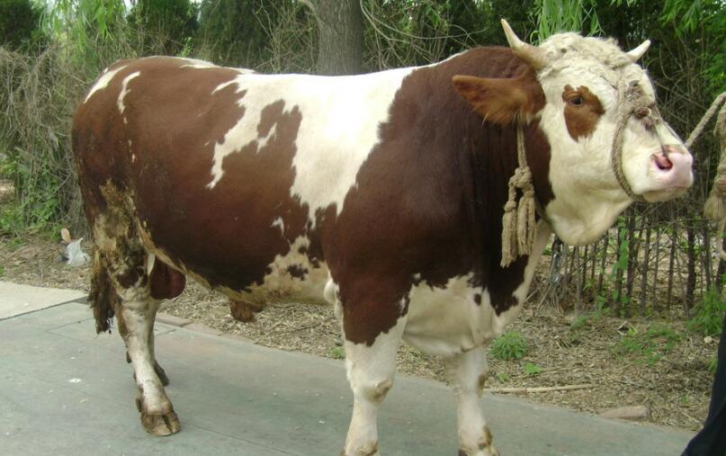 养殖技术肉牛 如何养肉牛才能让它长得快？