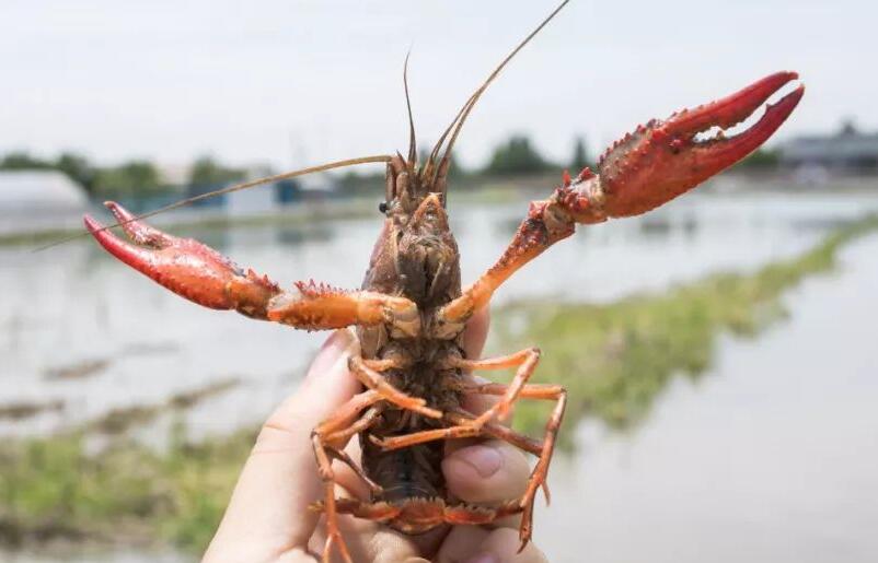 龙虾如何养殖技术 怎样正确养殖龙虾？