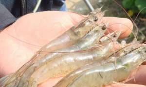 对虾养殖技术 如何才能提高对虾的产量？