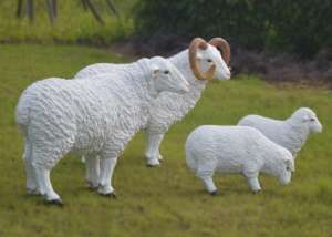 绵羊养殖技术 如何正确养殖绵羊？
