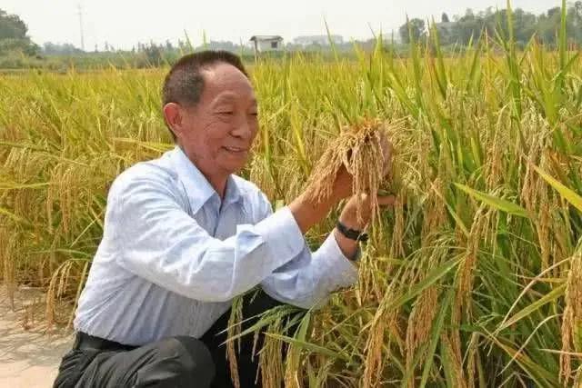 标株高超2米！贵州山区再次试种成功巨型稻