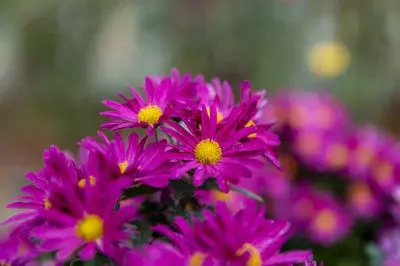 荷兰菊花色淡雅，通过分株繁殖的方式，拥有一片花开的美景
