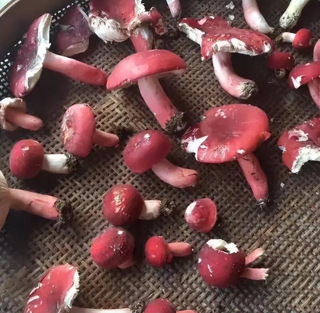 红菇是蘑菇界的“伪装高手”，成功骗过很多人，千元一公斤别错过