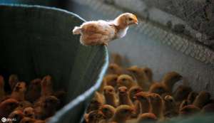 养殖鸡苗图片(小鸡怎么饲养，才能让鸡苗的成活率在98%以上，细节决定成败)