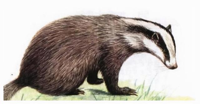 2009年，学者再次来到四川的高僧墓，发现两只狗獾