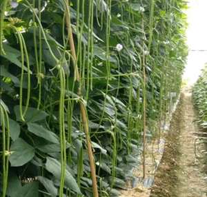 长豆角种子种植(别人亩产量一万斤的春豆角是怎么种植出来的？这些详细要点是关键)