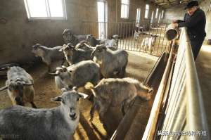 青山羊养殖基地(纯种的青山羊高产羊一胎可产6-7只，青山羊种羊价格多少钱一只)