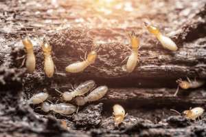 白蚂蚁的养殖(白蚁高发期将至，这份防蚁攻略请收好→)