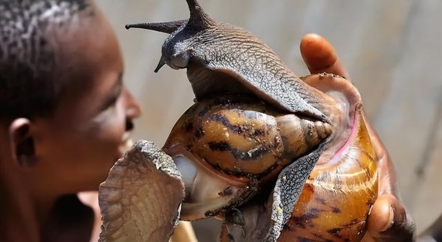 外来物种入侵！广西发现“非洲大蜗牛”，它有何危害？