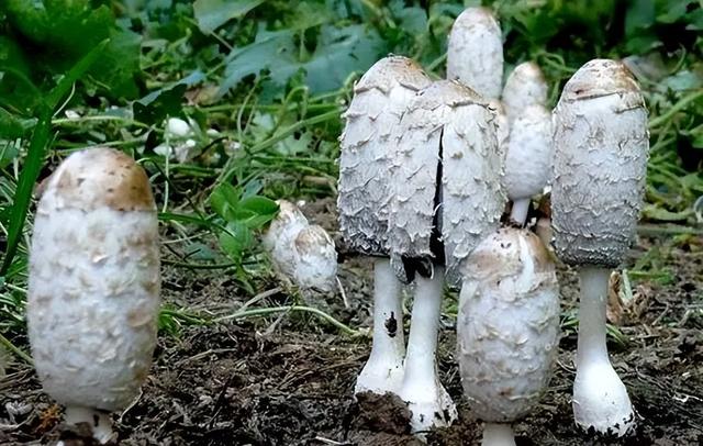 “粪生真菌”鸡腿菇，世卫组织确认的珍惜食用菌，如何人工栽培？