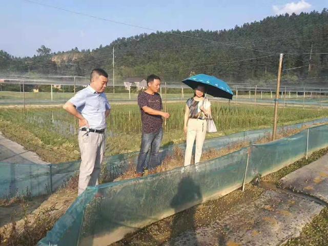 稻田养殖蟾蜍高效生态种养技术