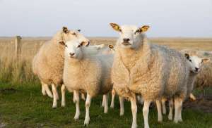 养殖绵羊(如何给羊快速催肥？羊吃什么长得快？羊吃什么能长胖？)