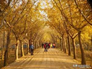 银杏树种植基地(中国最美十大银杏风景观赏地，秋季看银杏叶的地方，你去过几个？)
