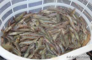 江苏泰州牛蛙养殖基地(一天一个价对虾鳜鱼黄骨牛蛙泥鳅黑鱼都涨了，鲈鱼形势不太妙)