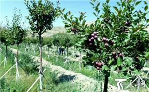 适合新疆种植的灌木(乌鲁木齐市燕南山“树上山”：绿了荒山，红了海棠)