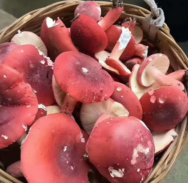 红菇是蘑菇界的“伪装高手”，成功骗过很多人，千元一公斤别错过