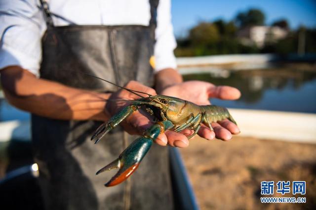 湖南浏阳：澳洲淡水龙虾养殖助增收