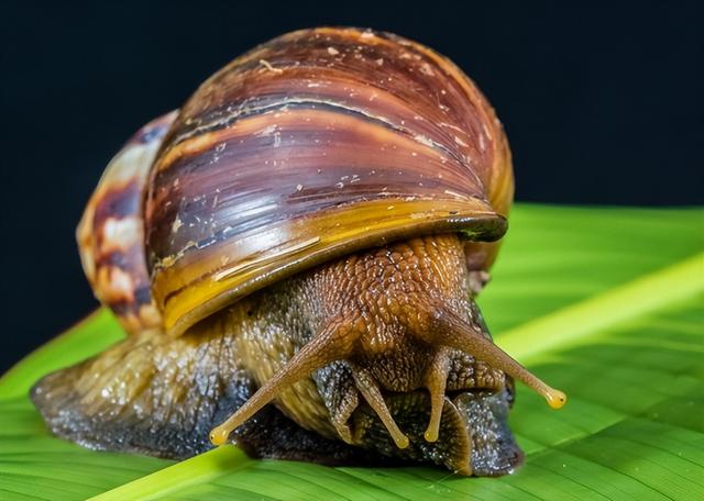 外来物种入侵！广西发现“非洲大蜗牛”，它有何危害？