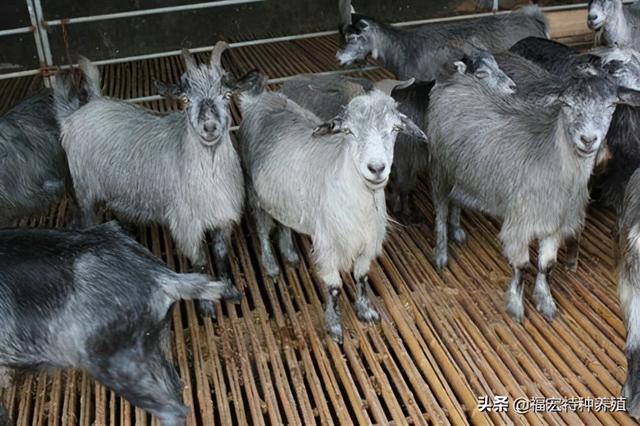 纯种的青山羊高产羊一胎可产6-7只，青山羊种羊价格多少钱一只