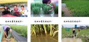 贵州河虾养殖(稻田种养“万花筒”：原来这些水产品都能在稻田里养)