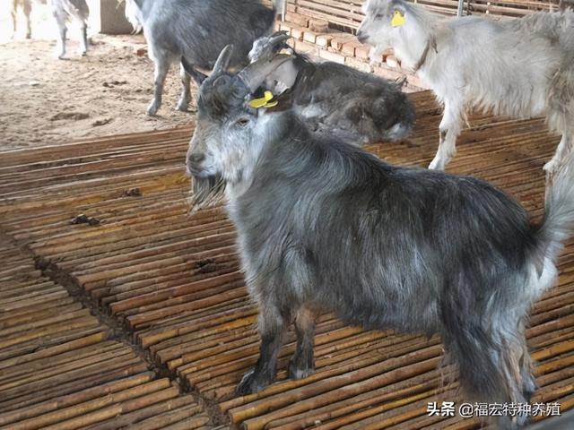 纯种的青山羊高产羊一胎可产6-7只，青山羊种羊价格多少钱一只
