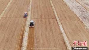 黎麦种植技术(上万亩藜麦在柴达木盆地开始播种)