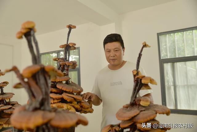 洛阳优秀乡贤—偃师区侯帅峰：菌菇产业有赚头 撸起袖子加油干