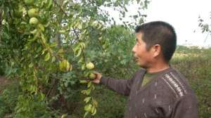 番木瓜种植技术(“民间高手”十年磨一剑，培育特大香木瓜，一个果重3斤多)