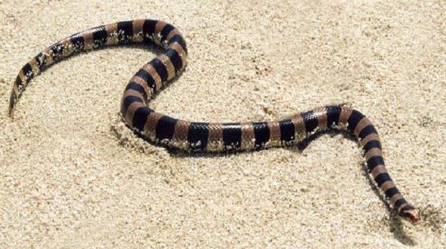 世界十大最毒的蛇，它在国内已有人工养殖