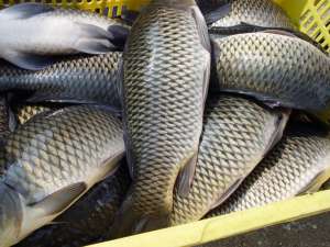 广州黑鱼养殖(淡水鱼走俏，黑鱼、草鱼、鳜鱼翻红大涨，为何鱼价涨了？)