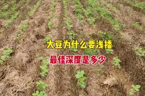 菜豆子种植(播种大豆宜浅不宜深，究竟多深最合适？掌握3个技巧，提高出苗率)