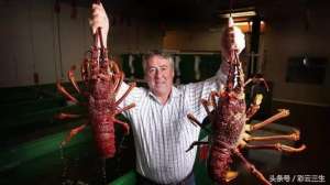 澳洲小龙虾怎么养殖(澳洲龙虾怎么养，澳洲龙虾淡水养殖,探讨下会被网红吃灭绝吗？)