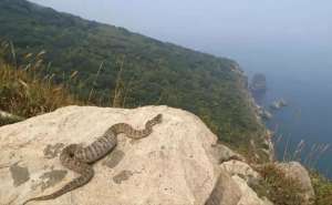 365蝎子养殖网(大连蛇岛有两万多条蛇，放两只蜜獾多久能吃光？)
