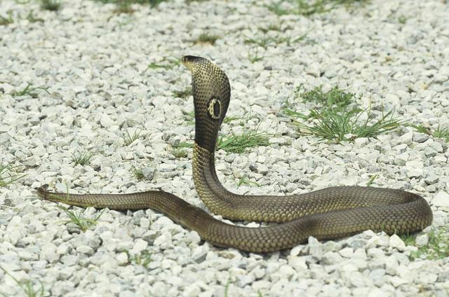8斤重！云南惊现眼镜王蛇，为何蛇会出现在家中，咬到人怎么办？